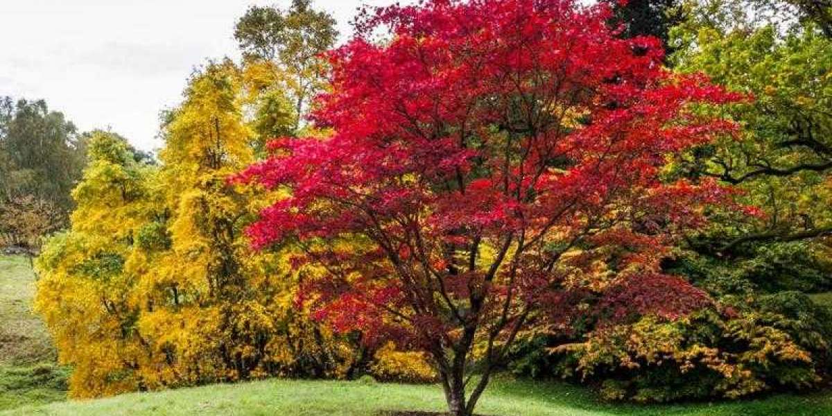 Maple Trees For Sale Near Me