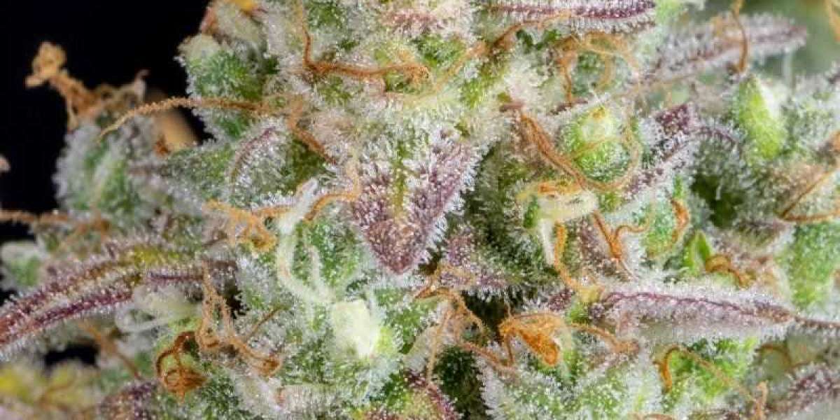 Top Hybrid Weed Seeds: A Guide to the Best Strains for Your Garden