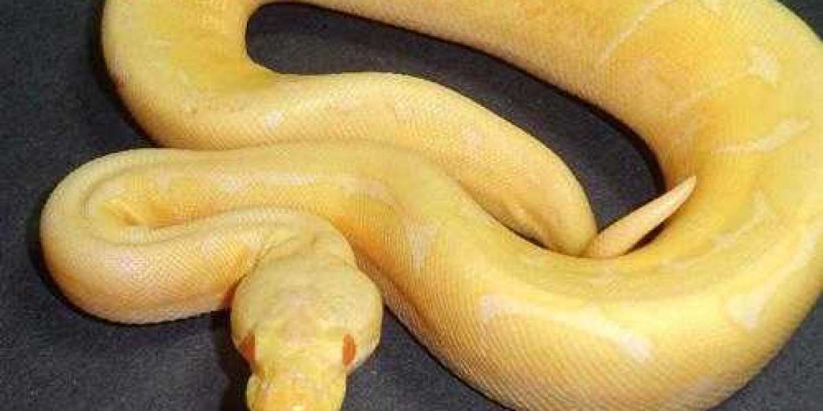 What Do You Think Are Ball Pythons Good Pets?