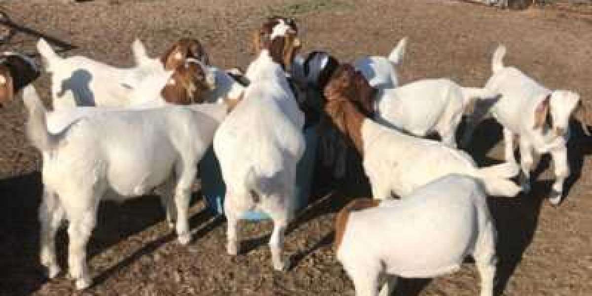 Goat Available to be purchased - 3 Pivotal Tips To Market Assuming that You Are Saving Goats For Benefit