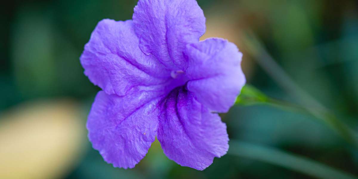 Medicinal benefit of petunia flower
