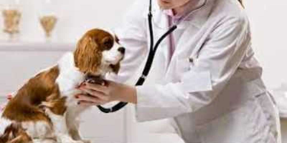 Animal Healthcare Market Size Growing at 4.3% CAGR Set to Reach USD 181.7 Billion By 2028