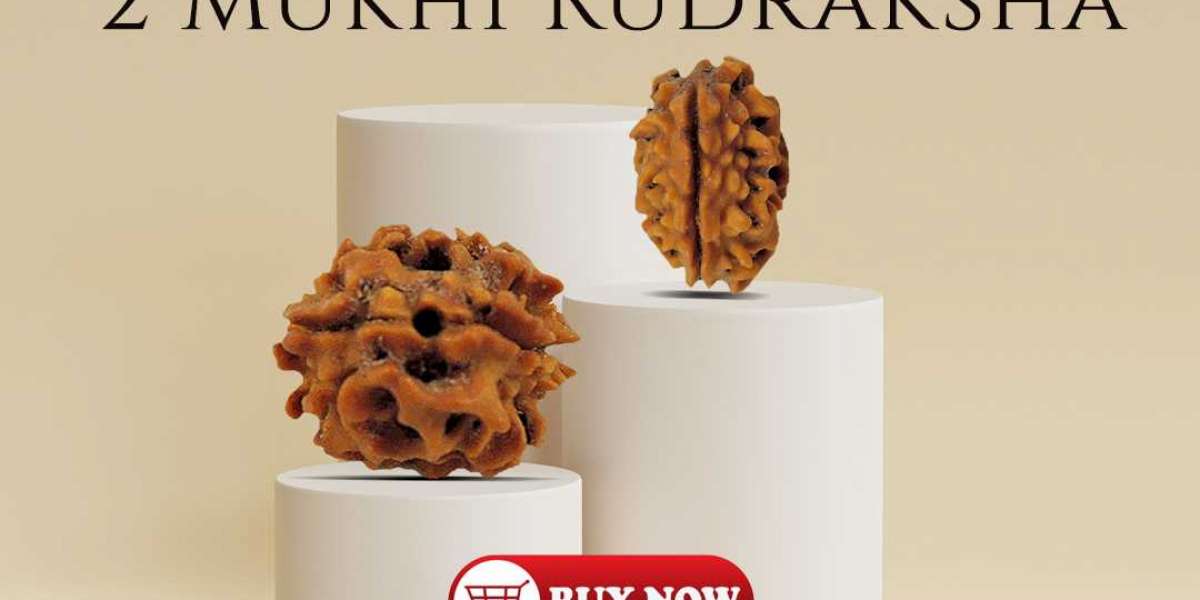 Purchase  Certified 2 Mukhi Rudraksha At Wholesale Price
