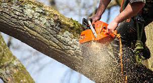 Expert Tree Care Services in Belfast with Belfast Tree Surgeons – Belfast Tree Surgeon
