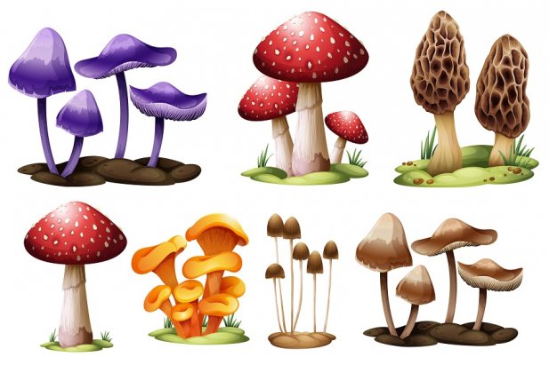 Fresh Vs Dried Magic Mushrooms: Which one to go for? Article - ArticleTed -  News and Articles