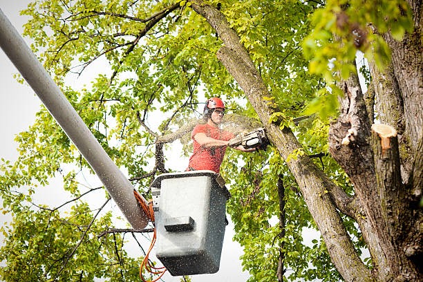 Expert Tree Care Services in Belfast with Belfast Tree Surgeons