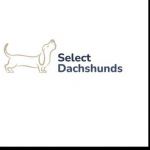 Select Dachshunds Profile Picture