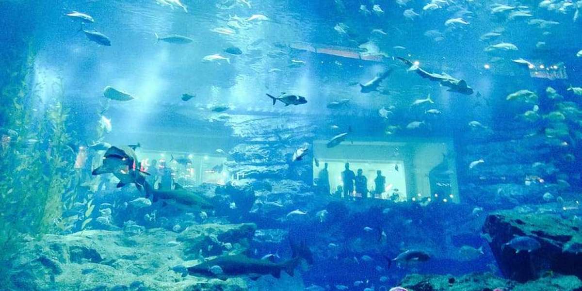 Dubai aquarium & underwater zoo - all you need to know