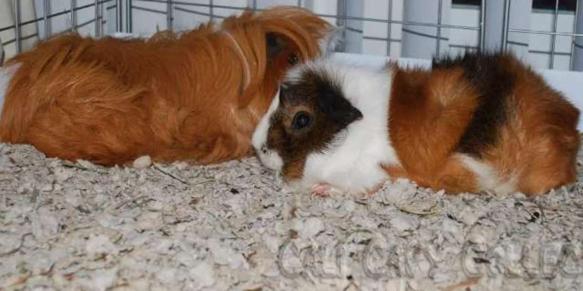 Bedding Options for Guinea Pigs: Choosing the Best Option for Your Pet
