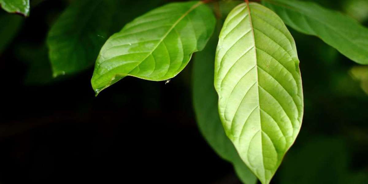 The Misconceptions About Kratom SEO