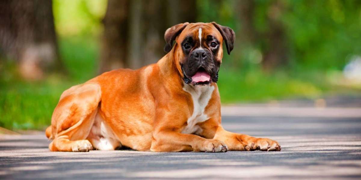 Unveiling the Charisma of Boxer Puppies for Sale in Bangalore: Exceptional Companions at Unbeatable Prices