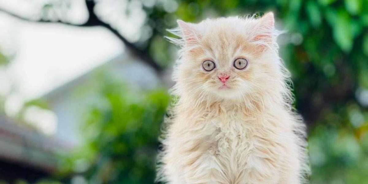 Exploring the Charms of Persian Kittens for Sale in Pune