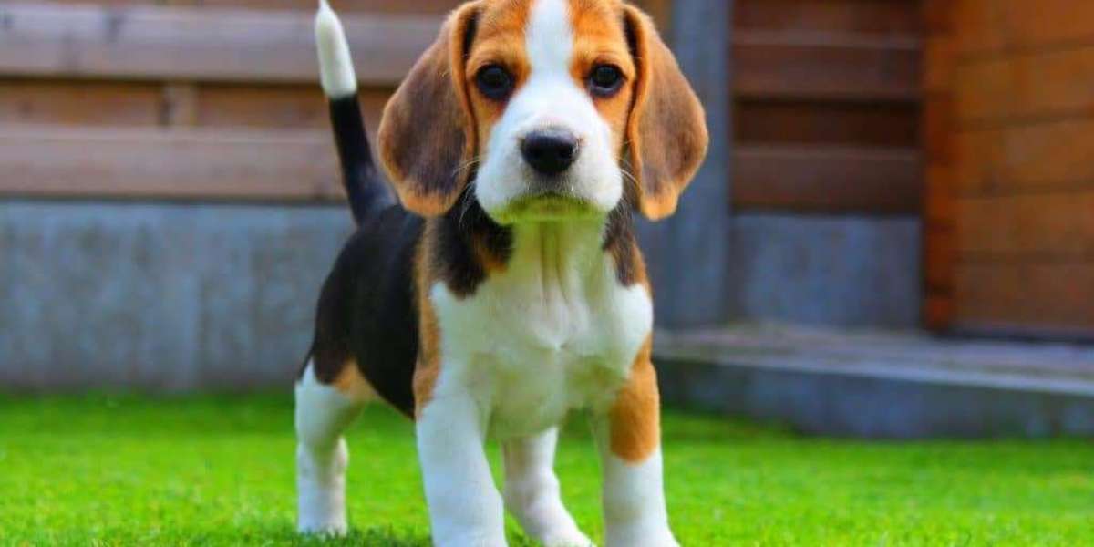 Exploring the Charm of Beagle Puppies for Sale in Pune