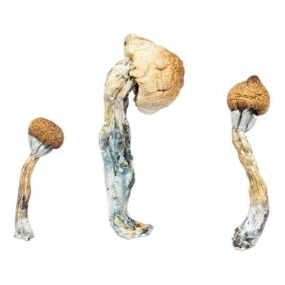 Penis Envy Magic Mushrooms Profile Picture