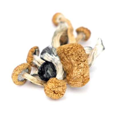 B+ Cubensis Magic Mushrooms | Magic Mushrooms Canada Profile Picture