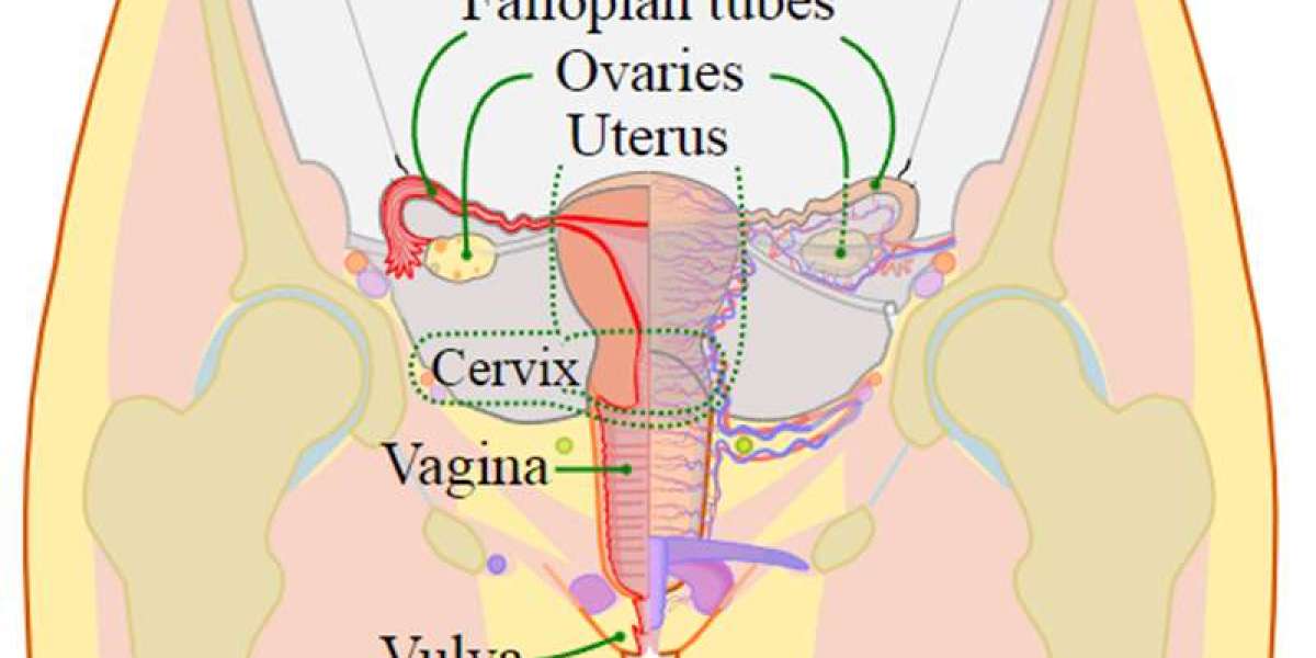Advancing Women's Wellness: A Spotlight on Minimally Invasive Gynecology