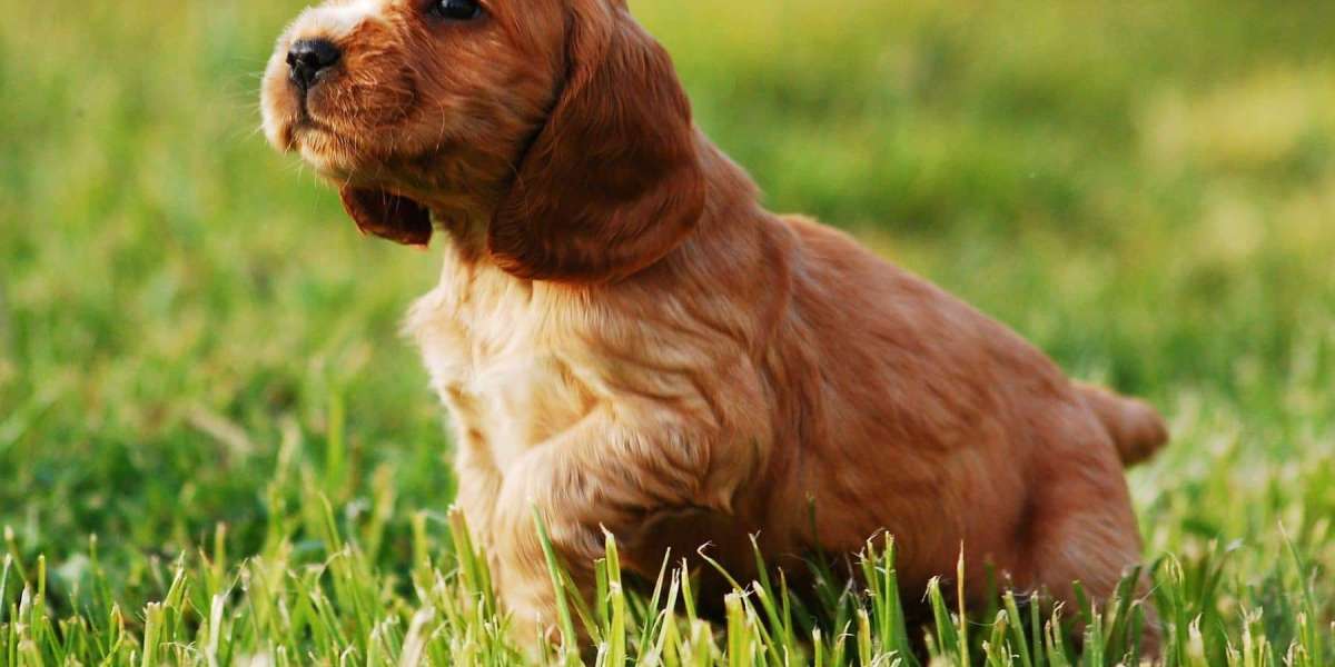 Finding Your Perfect Companion: Cocker Spaniel Puppies for Sale in Pune
