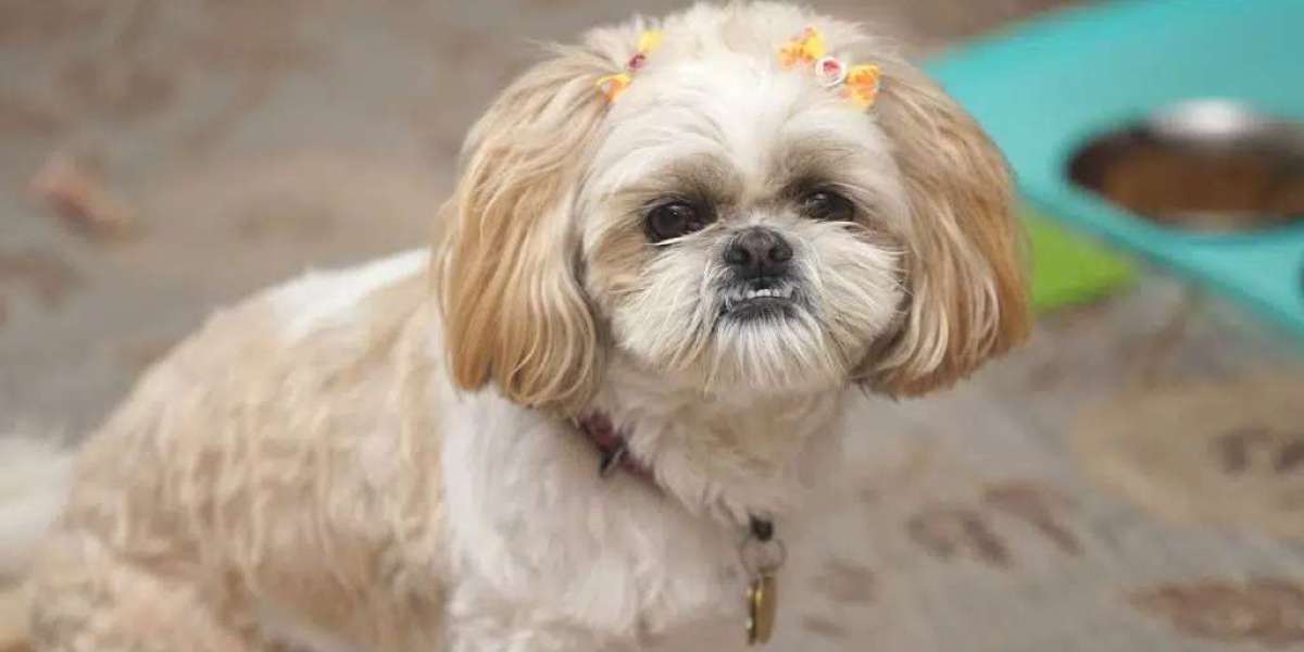 Finding Your Furry Friend: Shih Tzu Puppies for Sale in Bangalore at Best Prices