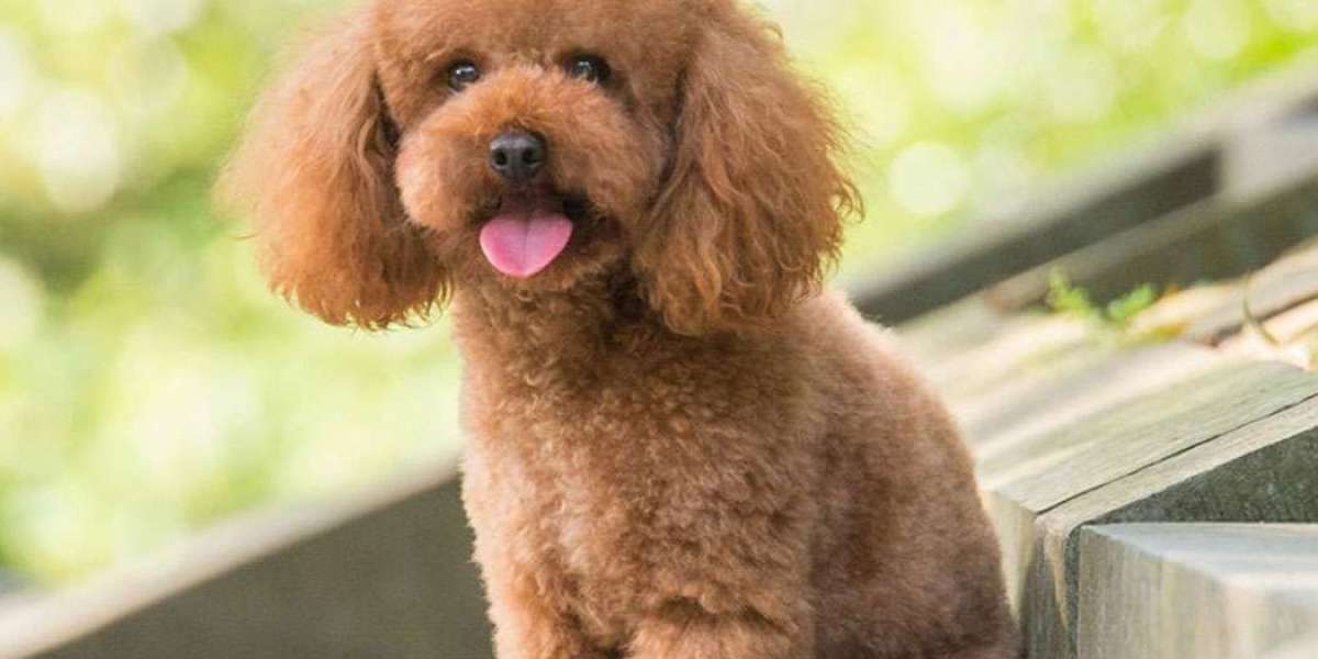 Exploring the Charm of Poodle Puppies: Unveiling the Best Deals in Bangalore
