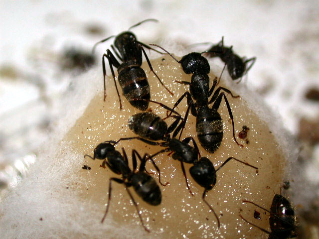 Termite Exterminator Cleveland - Kreshco Pest Control