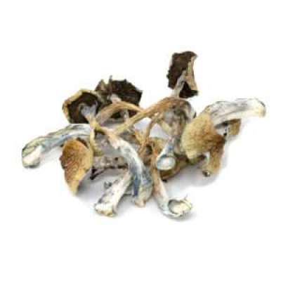 African Transkei Magic Mushrooms |  Magic Mushrooms Canada Profile Picture