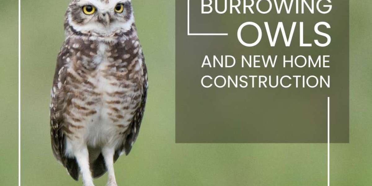 Burrowing Owls And New Home Construction In Cape Coral