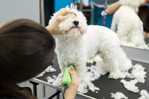 5 Dog Hair Loss Home Remedies to Follow | DogExpress