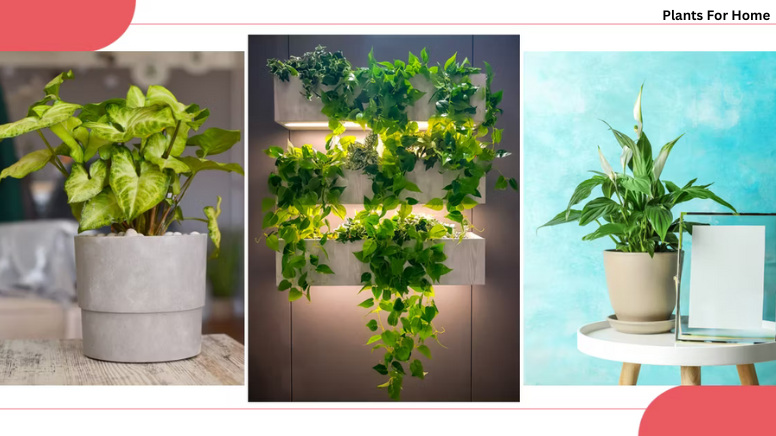 Plants For Office With No Windows - Plants for home