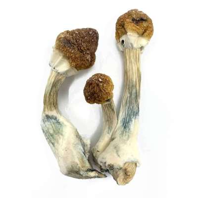 Golden Mammoth Magic Mushrooms Profile Picture