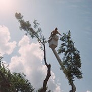 Lake Country Tree Trimming | Tree Topping | Stump Grinding | Tree Removal | Arborists | Tree Services | Cody Tree Service