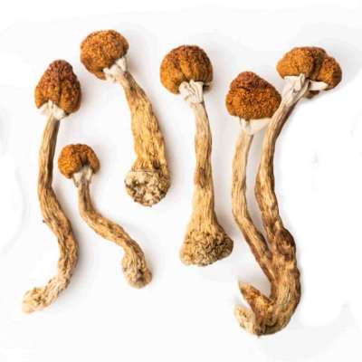 Oak Ridge Magic Mushrooms Profile Picture