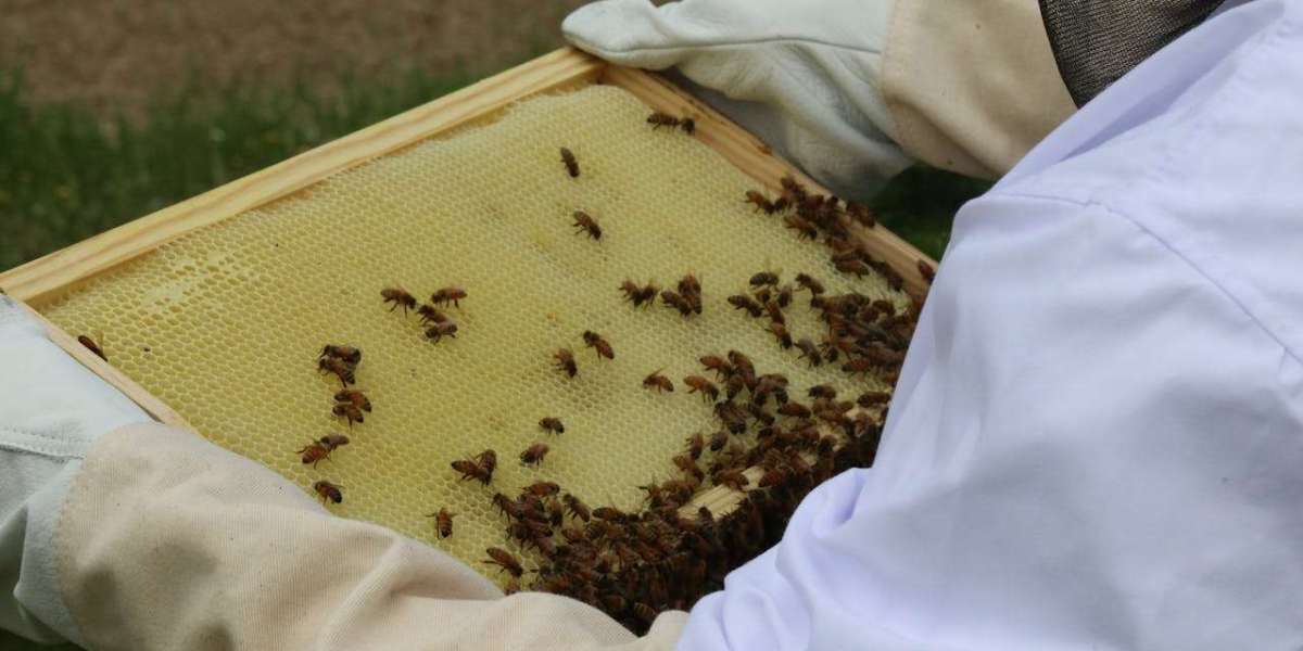 4 Must-Have Products for Beekeeping: A Comprehensive Guide