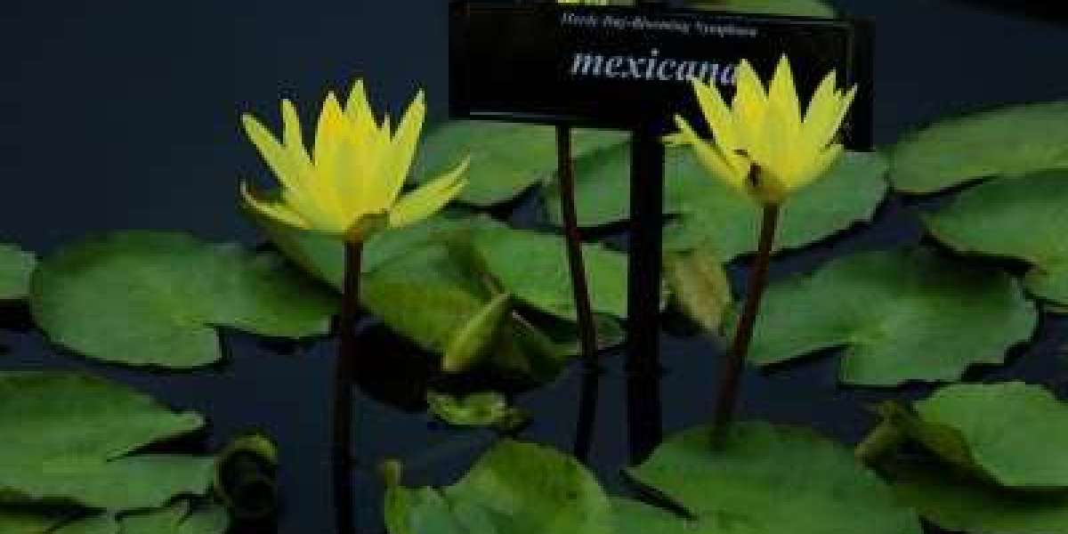 Guide on How to Growing Water Lilies from Seed Indoors