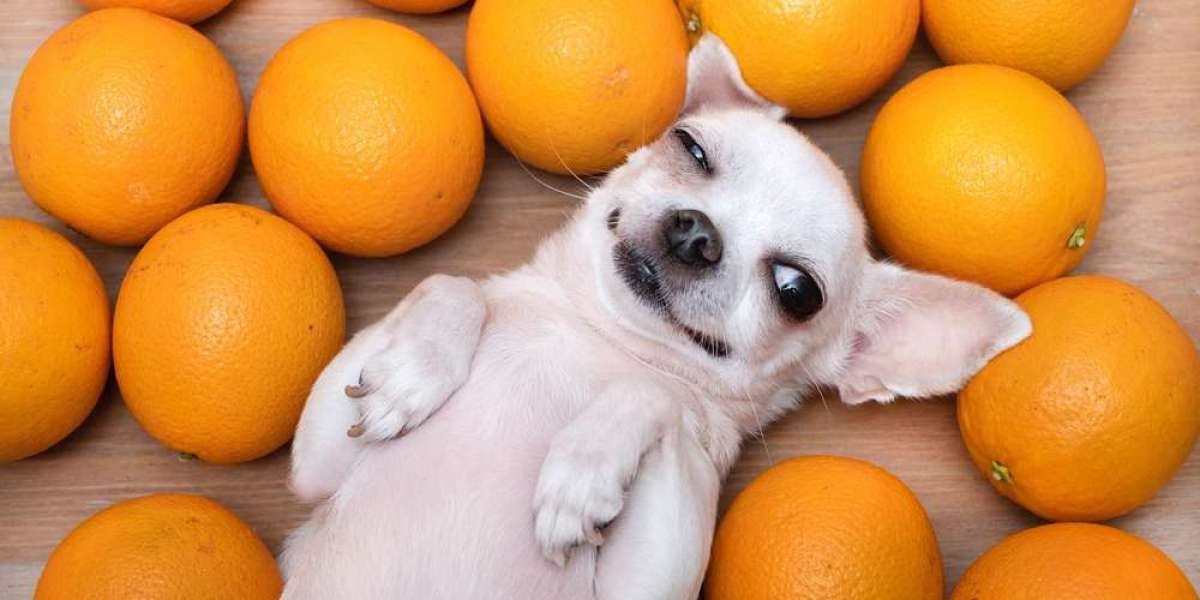 Fruity Facts: Can Dogs Safely Sink Their Teeth into Oranges?