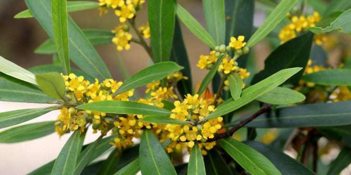 Unveiling The Mysteries Of Water Gum Plants