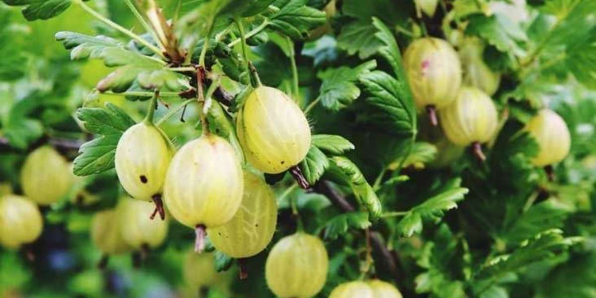 Gooseberry Processing Plant Report 2024: Setup Cost, Process Flow and Raw Materials