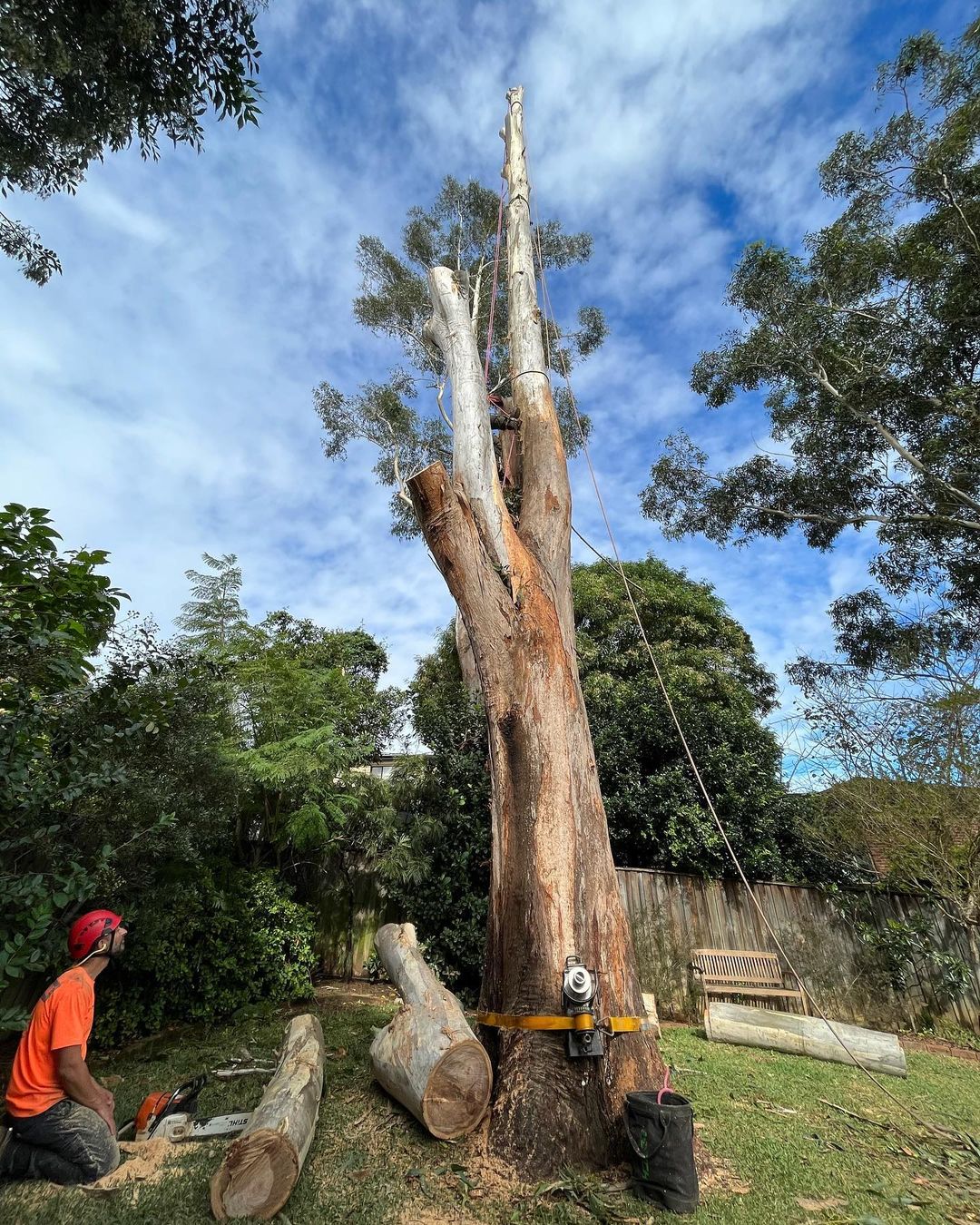 Factors to Consider When Choosing Affordable Tree Removal Near Me | TechPlanet