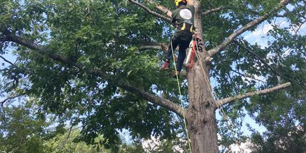 Austin Tree Cabling